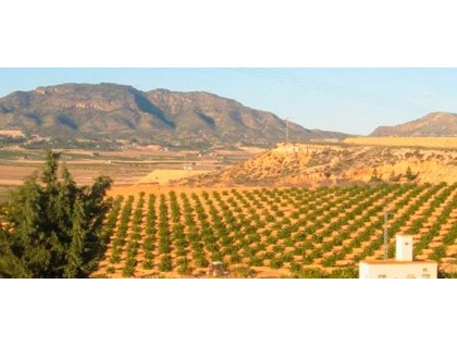 Begagnad - Tomt - Torre Pacheco - Torre-pacheco