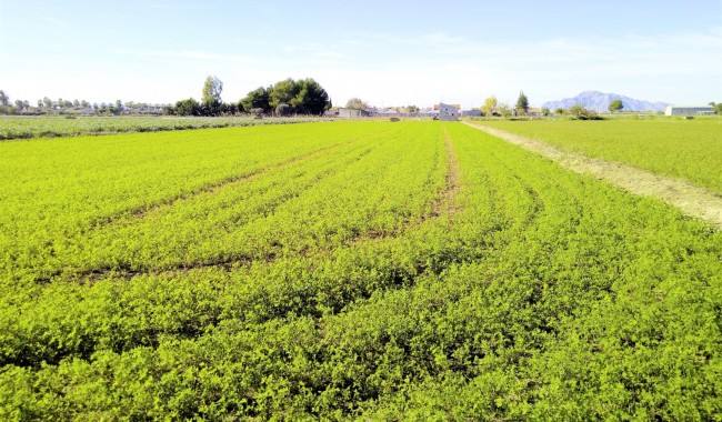 Plot - Resale - Dolores - Dolores