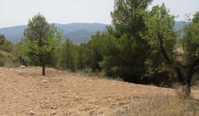 Plot - Resale - Murcia - Murcia