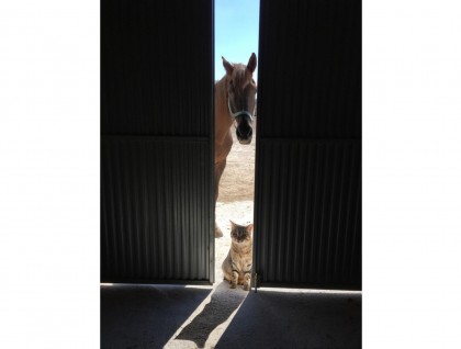 Resale - Finca - Torre Del Rico