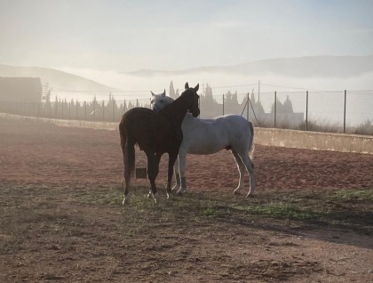 Resale - Finca - Torre Del Rico