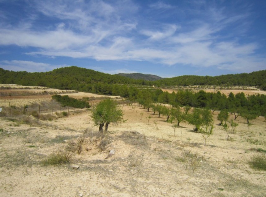 Resale - Plot - Bullas - Murcia