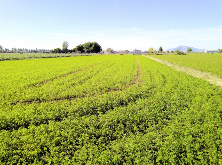 Resale - Plot - Dolores
