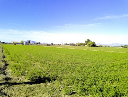 Resale - Plot - Dolores