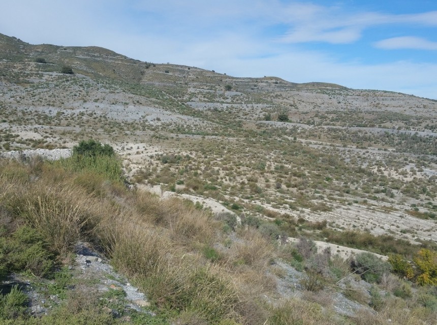 Resale - Plot - Lorca - Lorca Centro