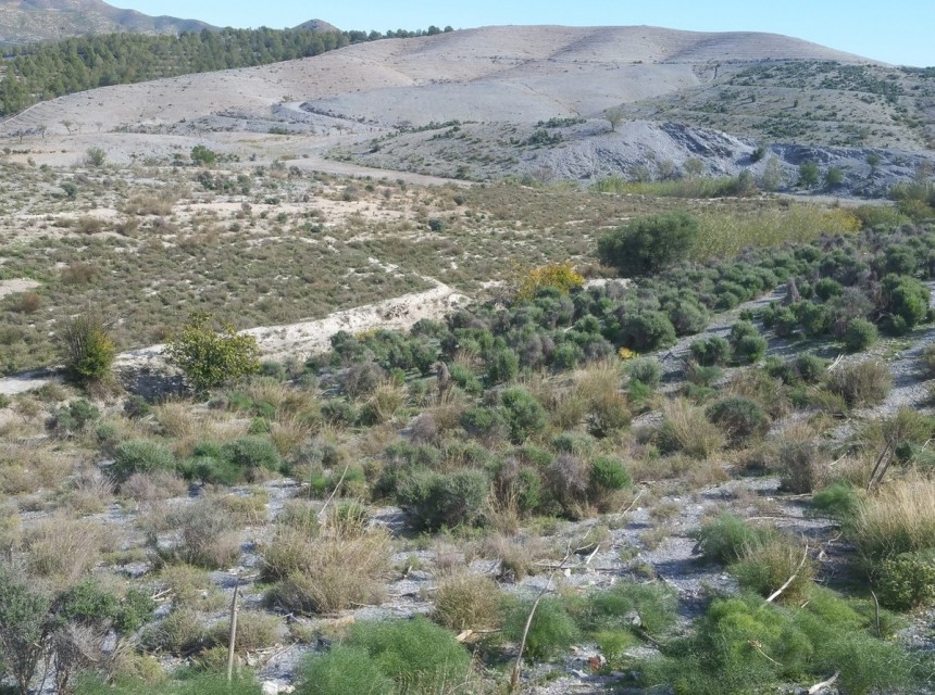 Resale - Plot - Lorca - Lorca Centro