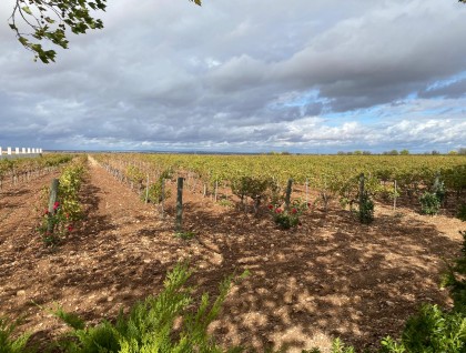 Segunda mano - Bodega - Albacete