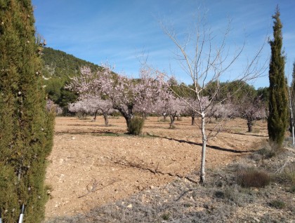 Segunda mano - Finca - Bullas