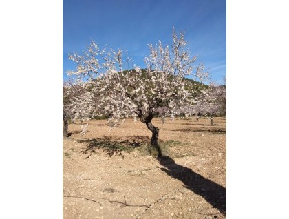 Segunda mano - Finca - Bullas