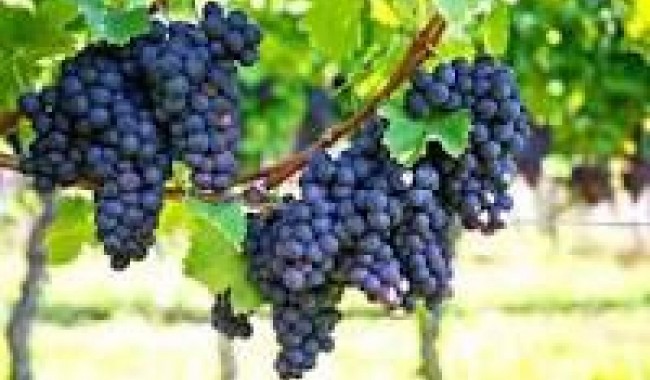 Wine cellar - Resale - Bullas - La Copa