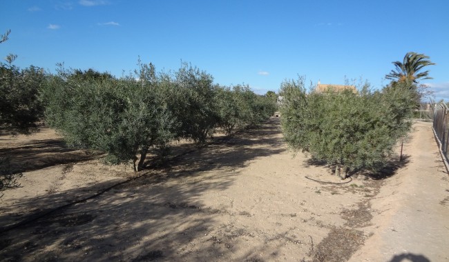 Begagnad - Finca - El Altet