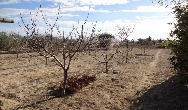 Begagnad - Finca - El Altet