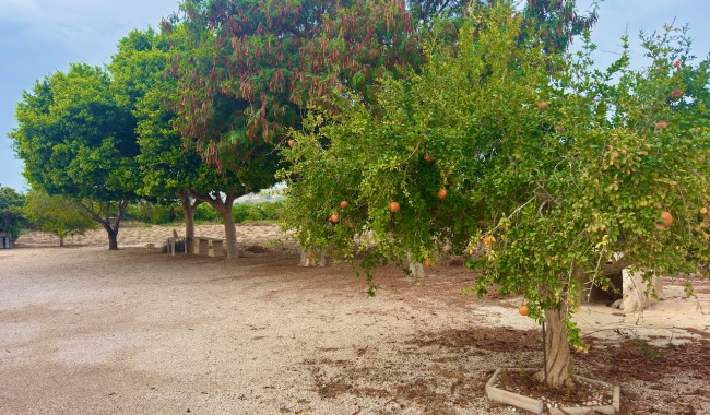 Segunda mano - Finca - Ciudad Quesada/Rojales - Ciudad Quesada