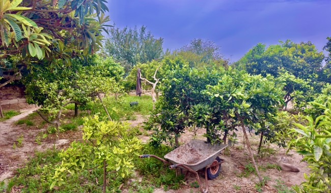 Segunda mano - Finca - Ciudad Quesada/Rojales - Ciudad Quesada