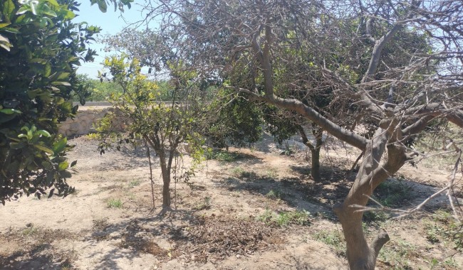 Segunda mano - Finca - Ciudad Quesada/Rojales - Ciudad Quesada