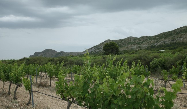 New Build - Villa - Yecla