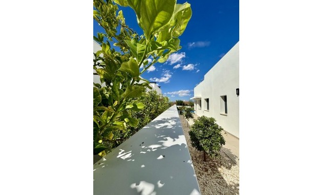 New Build - Villa - Benijófar - Pueblo