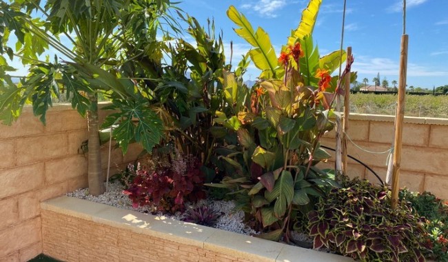 Begagnad - Finca - Albatera - Costa Blanca