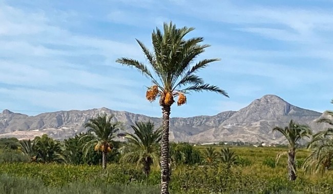 Begagnad - Finca - Albatera - Costa Blanca