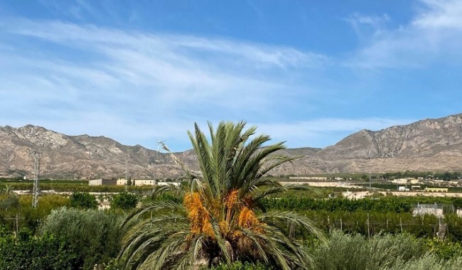 Begagnad - Finca - Albatera - Costa Blanca