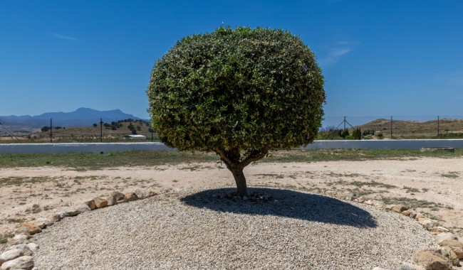 Resale - Finca - Torre Del Rico