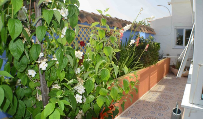 Begagnad - Villa - Orihuela - La Florida