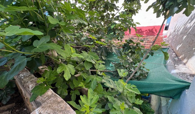 Begagnad - Villa - Benejúzar