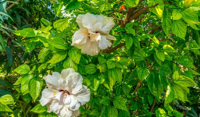 Segunda mano - Apartamento - Torrevieja - Aguas Nuevas