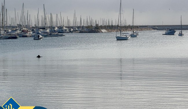 Begagnad - Lägenhet - Torrevieja - Acequion