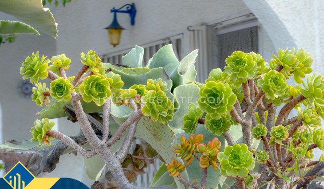 Segunda mano - Villa - Torrevieja - Los Angeles