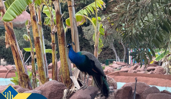 Begagnad - Lägenhet - Torrevieja - Centro