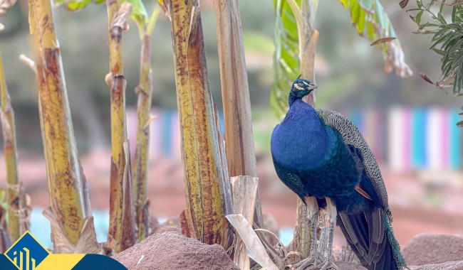 Begagnad - Lägenhet - Torrevieja - Centro