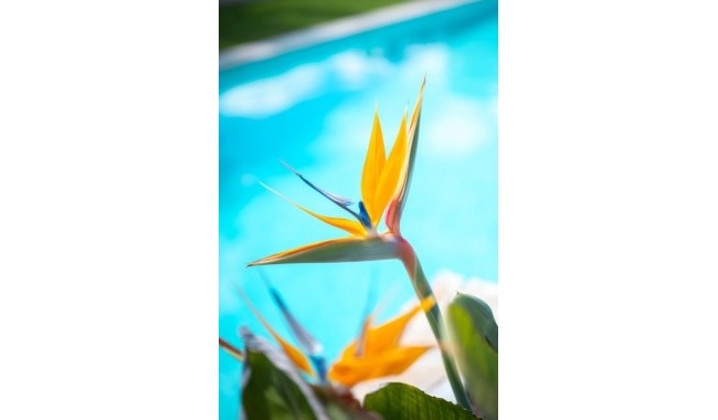 Sprzedaż - Apartament - Pilar de La Horadada