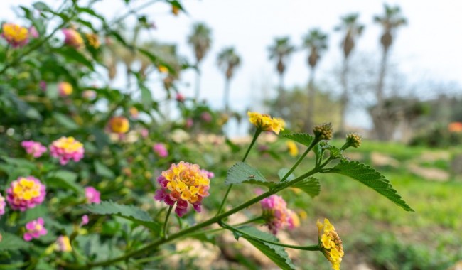 Begagnad - Villa - Torrevieja - Los Altos