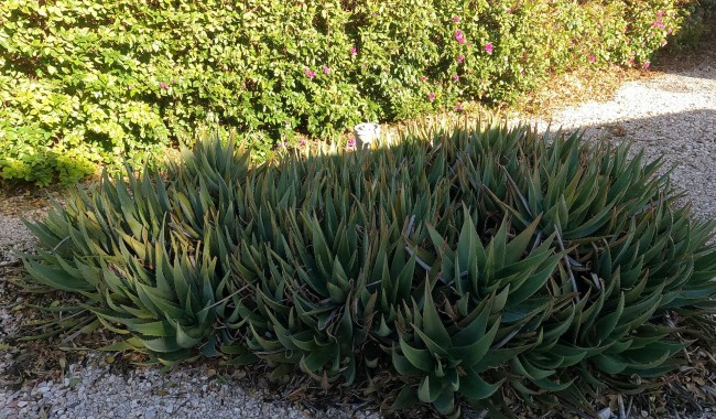 Resale - Finca - Orihuela - Orihuela Costa