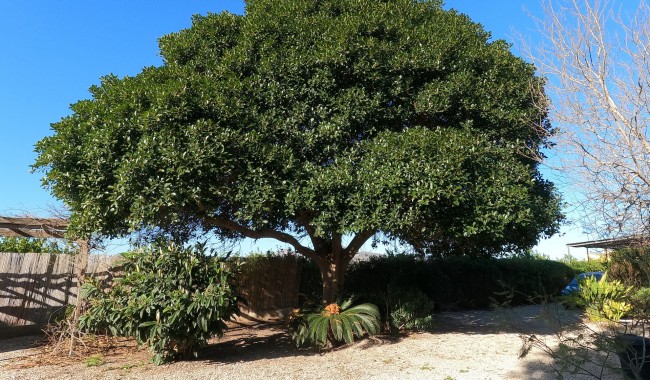 Resale - Finca - Orihuela - Orihuela Costa