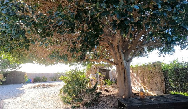 Resale - Finca - Orihuela - Orihuela Costa