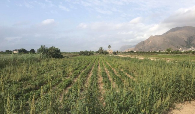 Begagnad - Finca - Orihuela - Callosa De Segura