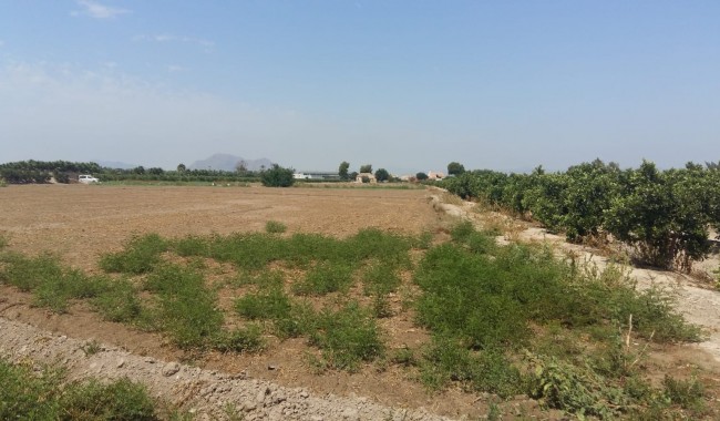 Segunda mano - Finca - Daya Nueva