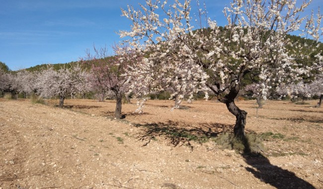 Finka - Sprzedaż - Bullas - Murcia