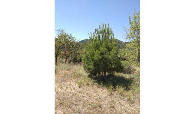 Segunda mano - Finca - Bullas