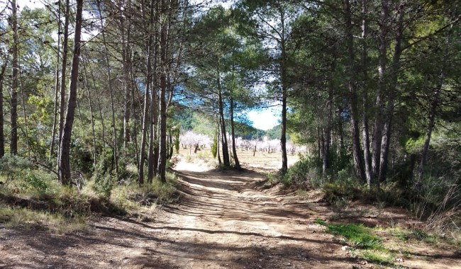 Segunda mano - Finca - Bullas