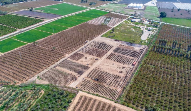 Resale - Finca - Crevillente