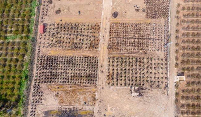 Resale - Finca - Crevillente