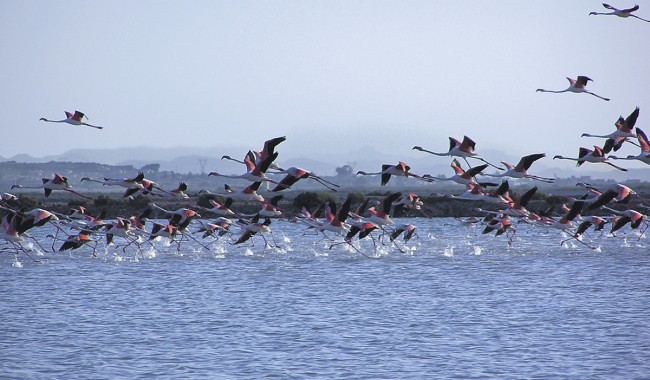 Nybygg - Leilighet - Santa Pola - Gran Alacant