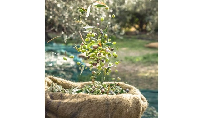 Begagnad - Finca - Murcia - Rincón de Seca