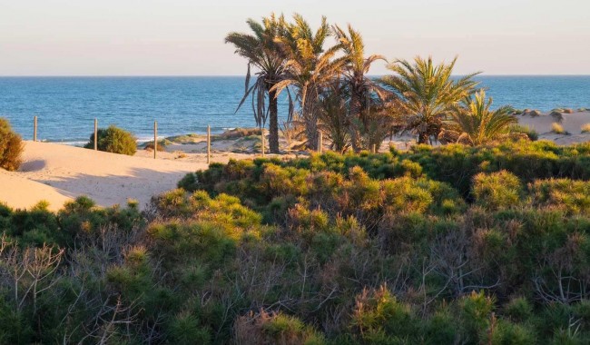 Nybyggnation - Lägenhet - Guardamar - Avda del Puerto