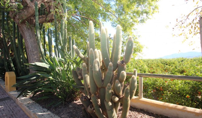 Brukt - Finca - Murcia - Costa Blanca Sur
