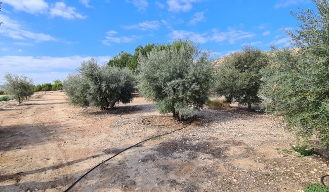 Segunda mano - Villa - Orihuela - La Mata