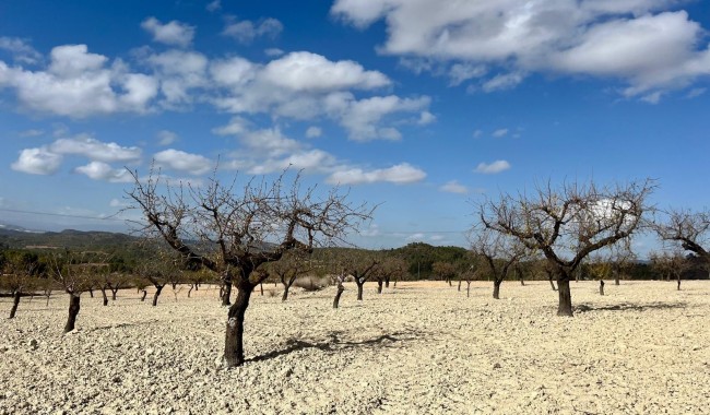 Sprzedaż - Działka - Bullas - Costa Calida